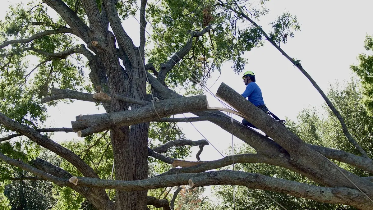 Professional Crown Thinning performed by certified arborists in Drew