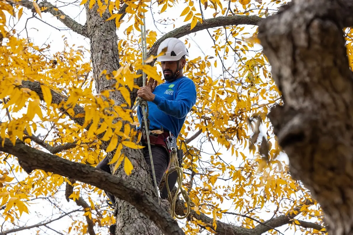 Skilled Emergency Tree Service crew working in Drew